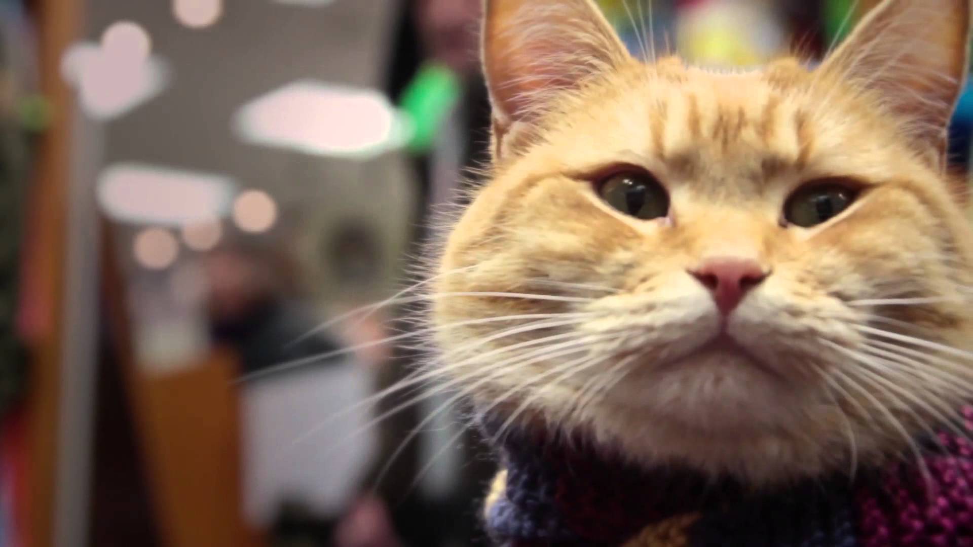 Cinema 2016 Watch A Street Cat Named Bob Online