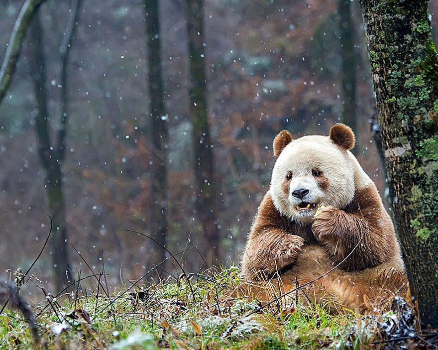 Фото на тему: Кизай: удивительная панда с бело-коричневым окрасом