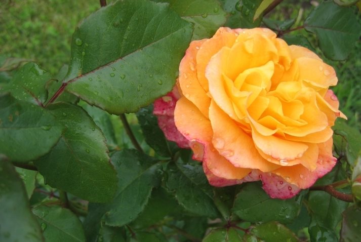 Фото и отзывы о Чайно-гибридные розы