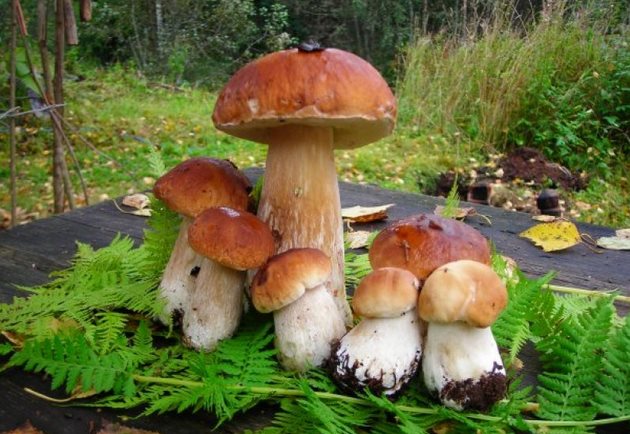 Фото белые грибы - боровики в домашних условиях на садовом участке