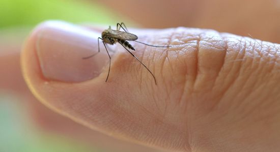 Бенгал - средство от укусов комаров и мошки