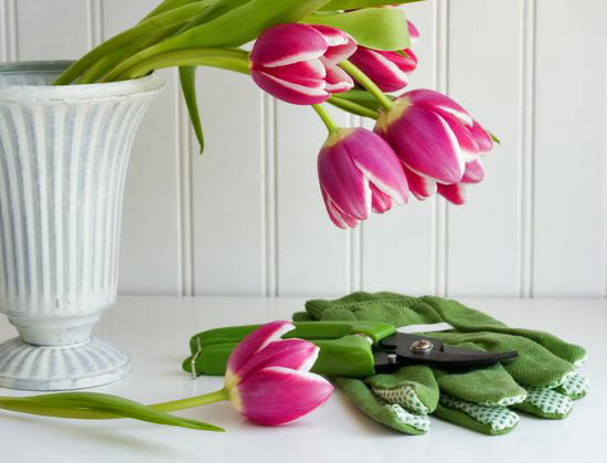 Фото на тему: Как сохранить срезанные цветы в вазе дольше?