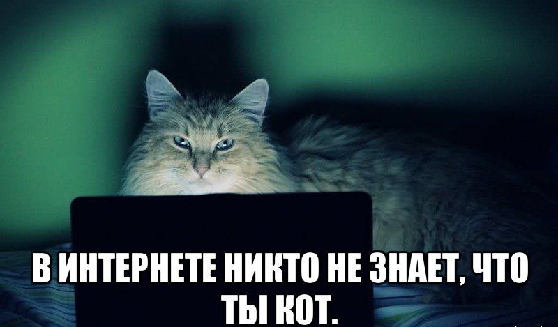 Картинка по теме: Когда котики зарабатывают больше тебя… Трудоустройство котов в России