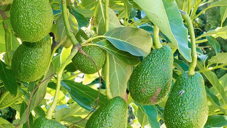 Фото и отзывы о Как из зеленого авокадо сделать спелое