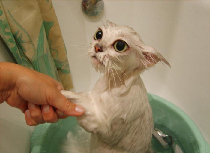 Фото на тему: Можно ли мыть кота шампунем для людей?