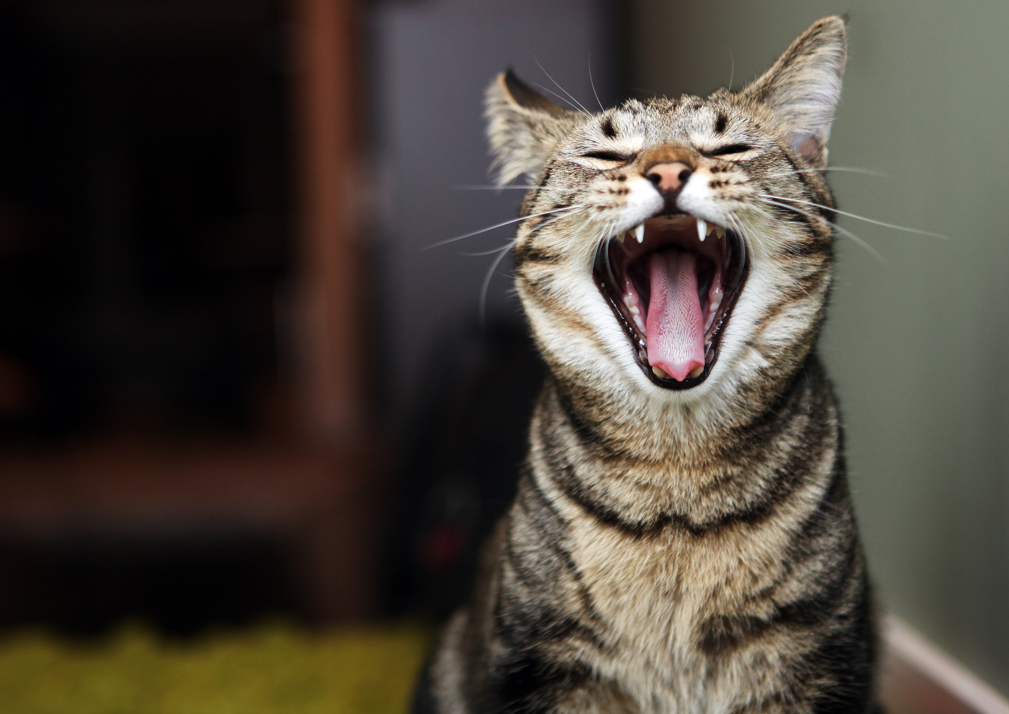 Звук кошку погромче. Орущий кот. Котик с открытым ртом. Орать. Кошка мяукает.