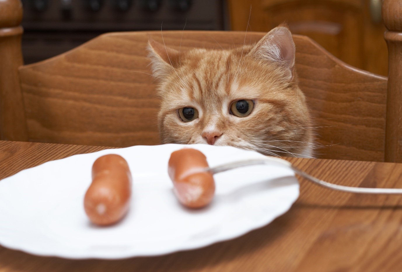 Красный голодный. Кот с сосисками. Котенок с колбасой. Котик с едой. Колбаса для кошек.
